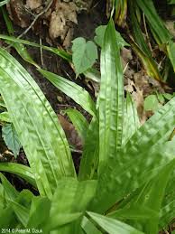 Attēlu rezultāti vaicājumam “Carex pilosa leaf”