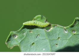 Attēlu rezultāti vaicājumam “Plutella xylostella”