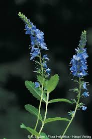 Attēlu rezultāti vaicājumam “Veronica austriaca subsp. teucrium”