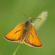 Attēlu rezultāti vaicājumam “Thymelicus sylvestris underside”
