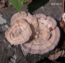 Attēlu rezultāti vaicājumam “Lenzites betulina”