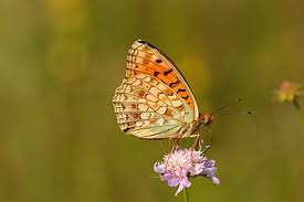 Attēlu rezultāti vaicājumam “Argynnis adippe underside”