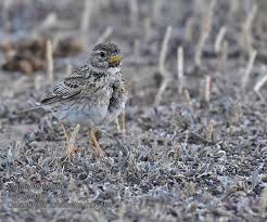 Image result for Calandrella rufescens