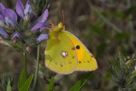 Attēlu rezultāti vaicājumam “Colias croceus”