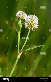 Attēlu rezultāti vaicājumam “Trifolium montanum flower”