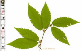 Attēlu rezultāti vaicājumam “Betula alleghaniensis leaf”