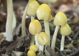 Attēlu rezultāti vaicājumam “Bolbitius vitellinus”