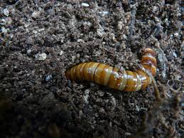 Attēlu rezultāti vaicājumam “Elateridae larva”