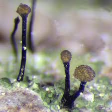 Attēlu rezultāti vaicājumam “Chaenotheca trichialis”