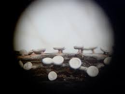 Attēlu rezultāti vaicājumam “Diderma globosum”