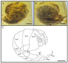 Attēlu rezultāti vaicājumam “Oniscoidea”