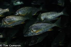 Image result for Pomadasys incisus