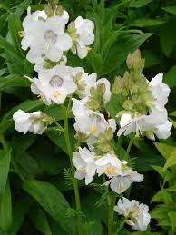 Image result for Polemonium coeruleum album