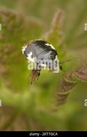 Attēlu rezultāti vaicājumam “Tritomegas bicolor”