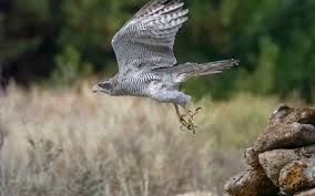 Image result for Goshawks G C