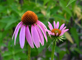 Image result for Echinacea purpurea