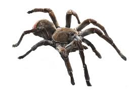 Image result for spider