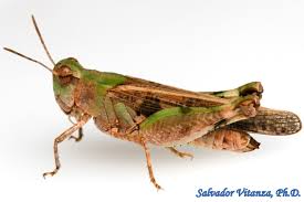 Attēlu rezultāti vaicājumam “Acrididae”