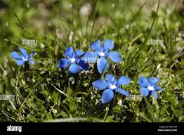 Image result for Enzian