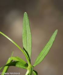 Attēlu rezultāti vaicājumam “Galium elongatum”