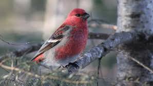 Attēlu rezultāti vaicājumam “Pinicola enucleator adult”