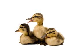 Attēlu rezultāti vaicājumam “Anas platyrhynchos”