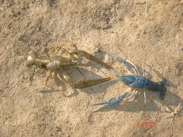 Attēlu rezultāti vaicājumam “Astacus leptodactylus”