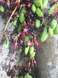 Attēlu rezultāti vaicājumam “Blysmus compressus fruit”