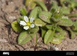 Attēlu rezultāti vaicājumam “Cerastium semidecandrum”