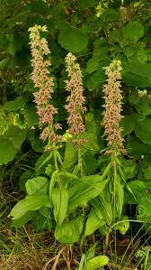 Attēlu rezultāti vaicājumam “Epipactis helleborine fruit”