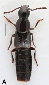 Attēlu rezultāti vaicājumam “Quedius dilatatus”