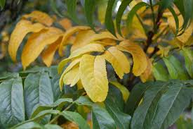 Attēlu rezultāti vaicājumam “Pterocarya fraxinifolia leaf”