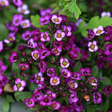 Image result for Alyssum diffusum