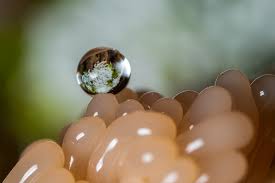 Attēlu rezultāti vaicājumam “Cribraria tenella macro”