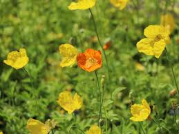 Image result for Scheinmohn