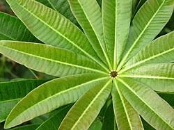 Attēlu rezultāti vaicājumam “Apocynaceae”