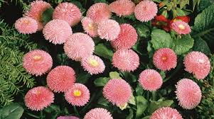 Image result for Bellis perennis