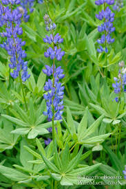 Attēlu rezultāti vaicājumam “Lupinus polyphyllus leaf”