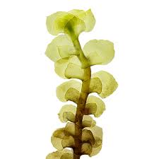 Attēlu rezultāti vaicājumam “Scapania irrigua”