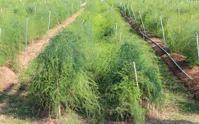 Attēlu rezultāti vaicājumam “Asparagus officinalis”