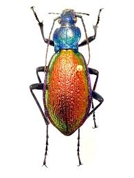 Attēlu rezultāti vaicājumam “Carabus hortensis”