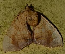 Attēlu rezultāti vaicājumam “Eulithis sp.”