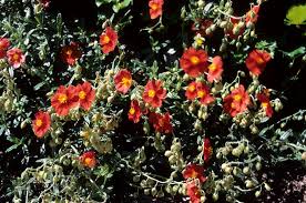 Attēlu rezultāti vaicājumam “Helianthemum nummularium”