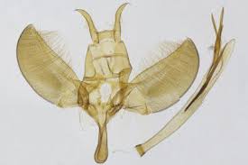 Attēlu rezultāti vaicājumam “Yponomeuta malinellus / cagnagella”