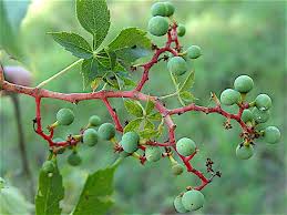 Attēlu rezultāti vaicājumam “Parthenocissus quinquefolia fruit”