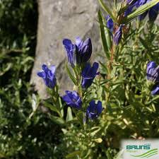 Attēlu rezultāti vaicājumam “Gentiana pneumonanthe leaf”