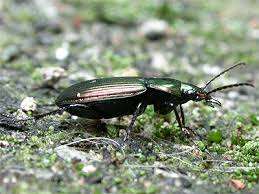 Attēlu rezultāti vaicājumam “Poecilus cupreus”