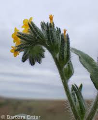 Attēlu rezultāti vaicājumam “Lycogala persicum sessile”