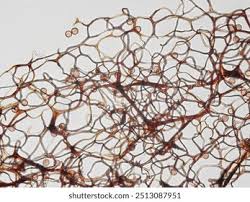 Attēlu rezultāti vaicājumam “Stemonitis flavogenita spores”