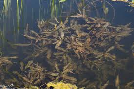 Attēlu rezultāti vaicājumam “Potamogeton lucens”